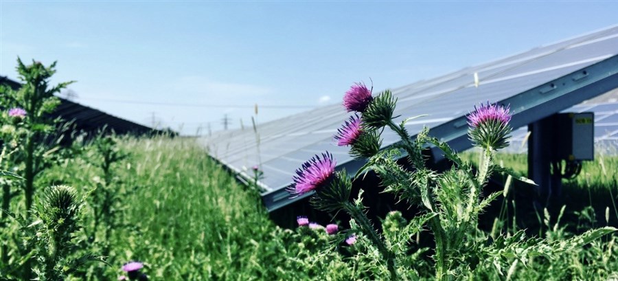 Bericht Ecologie op zonne- en windparken bekijken
